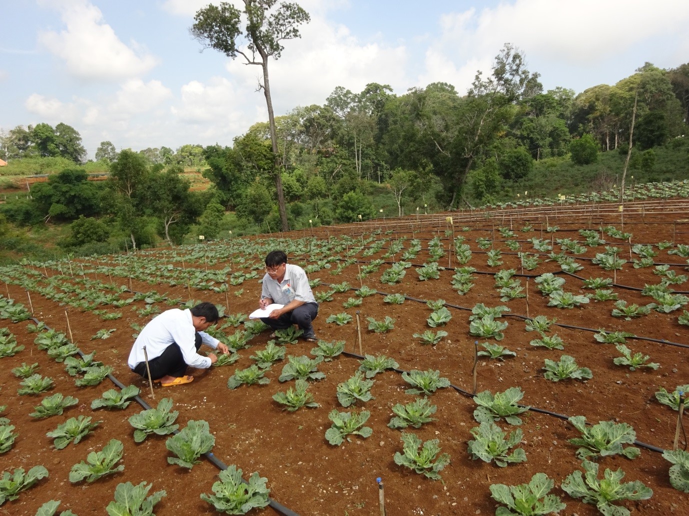 Cán bộ kĩ thuật đang kiểm tra ruộng rau