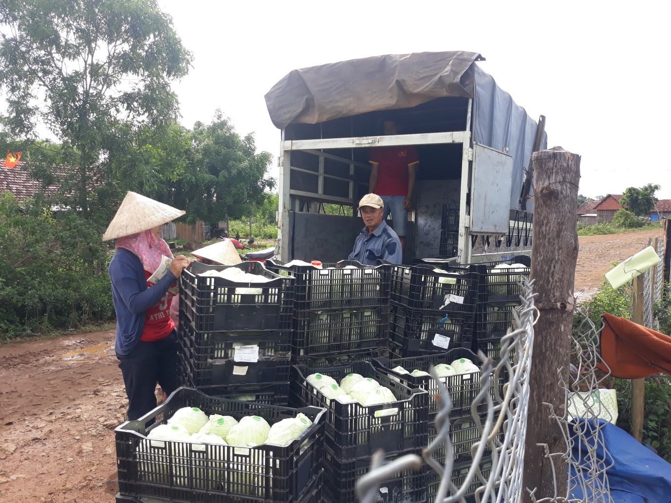 Ngày 28/5/2020 chuyến xe đầu tiên trong vụ, giao rau cho hệ thống Siêu thị Big C