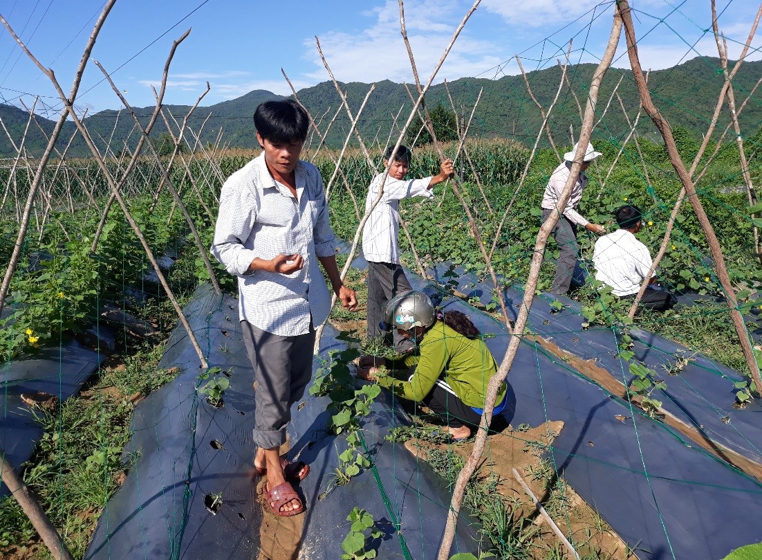 Học viên đi điều tra sâu bệnh, theo dõi cây trồng