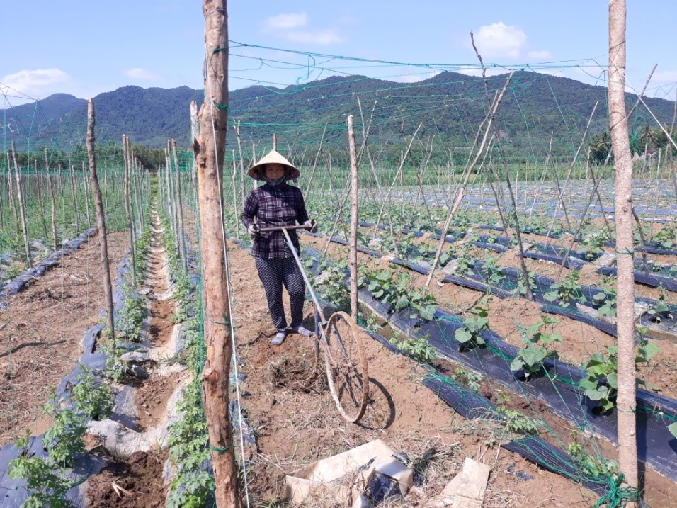 Thành viên trong nhóm “cùng sở thích” đang chăm sóc rau