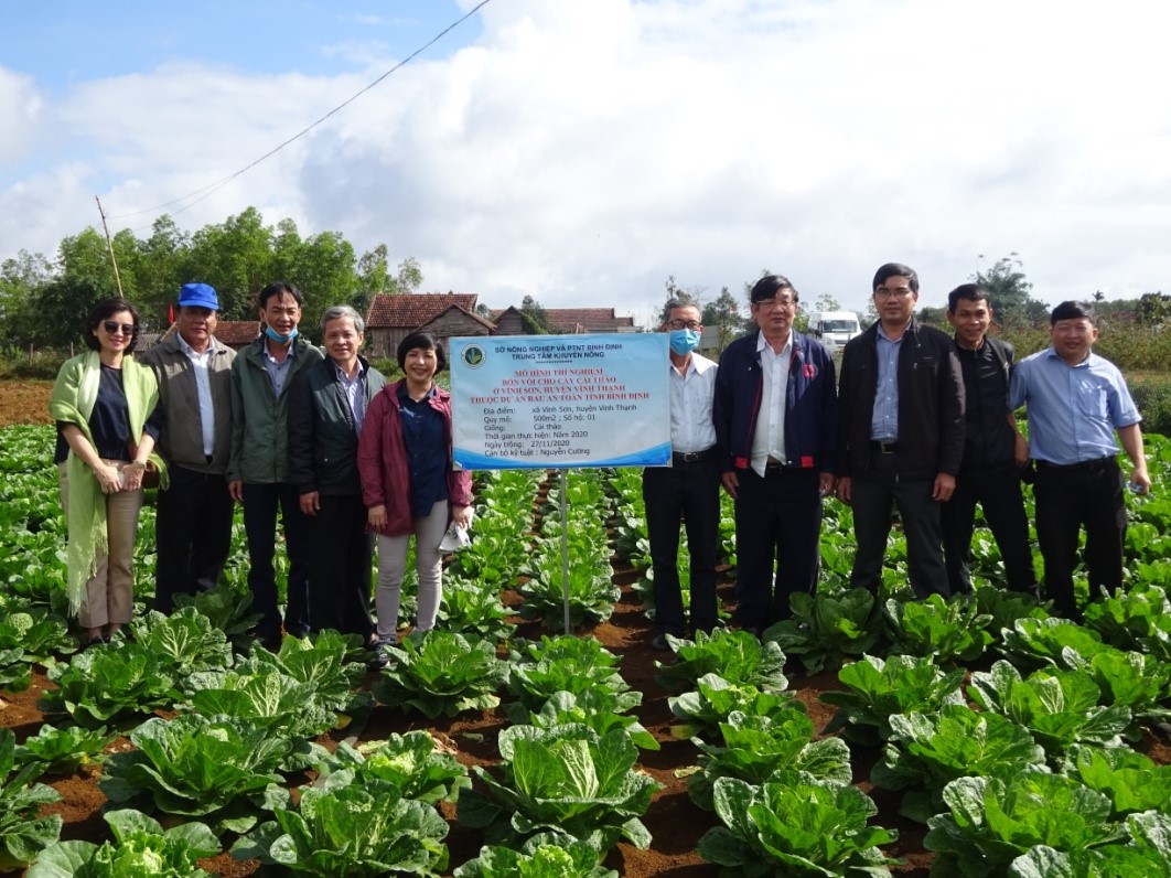 TS Nguyễn Thị Tố Trân  Phó Giám đốc Sở Nông nghiệp – PTNT Bình Định  kiểm tra mô hình thí nghiệm bón vôi trên cây cải thảo