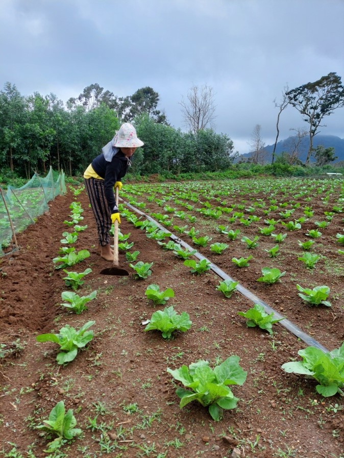 Mí Yến chăm sóc ruộng rau