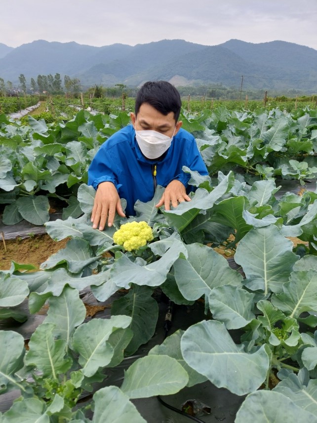 Ông Nguyễn Cường, cán bộ kỹ thuật kiểm tra rau súp lơ vàng trồng vụ Đông ở Thị trấn Vĩnh Thạnh