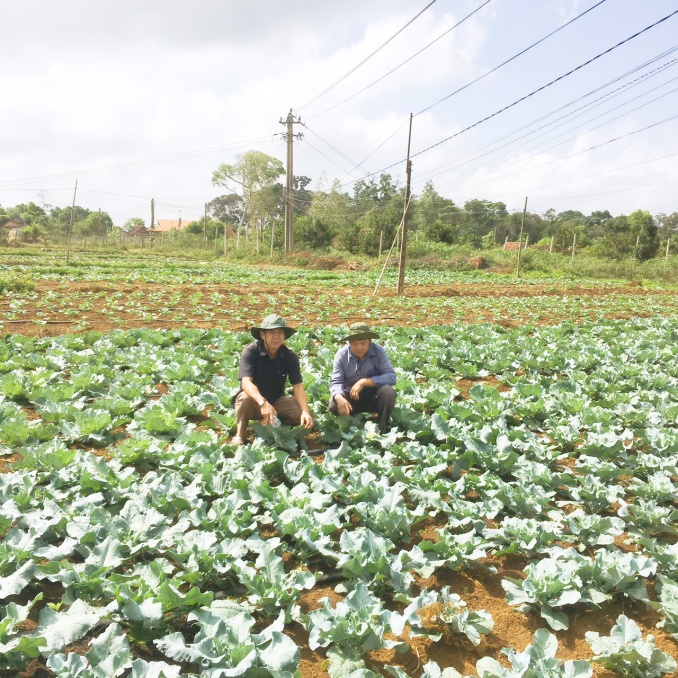 Thành viên tổ kỹ thuật kiểm tra ruộng rau