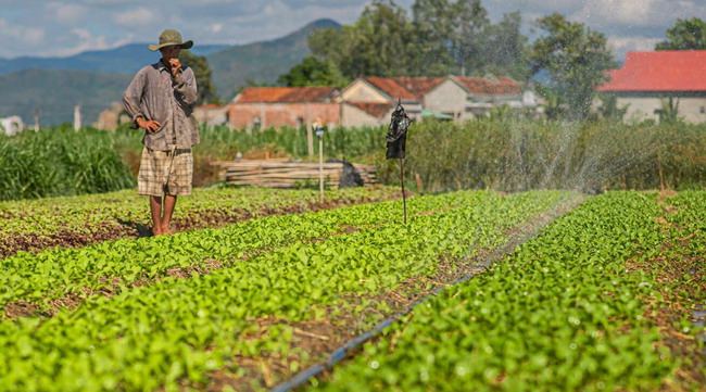 Mô hình tưới tiết kiệm, tưới tiên tiến do Trung tâm Khuyến nông triển khai vào năm 2021.