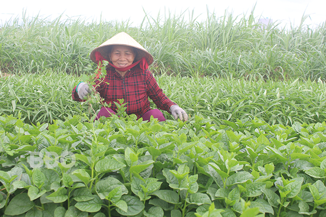 Bà Võ Thị Lan (HTXNN Phước Hiệp) chăm sóc diện tích rau an toàn hợp chuẩn VietGAP, áp dụng các kiến thức về phòng trừ sâu bệnh trong sản xuất rau an toàn. Ảnh: THU DỊU